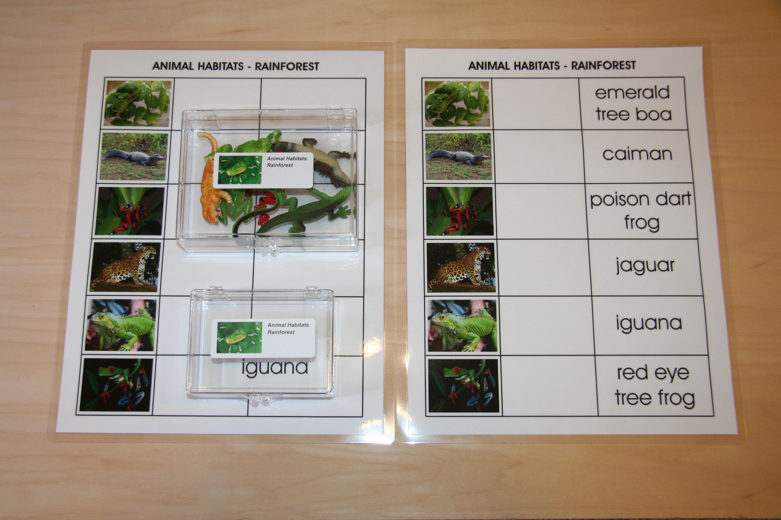 Rainforest - Montessori Material