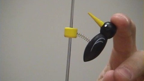 Tapping Woodpecker