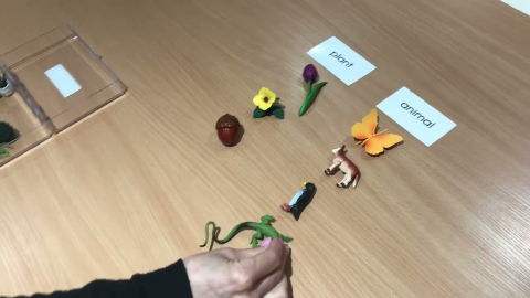 Embedded thumbnail for Plant / Animal Classification