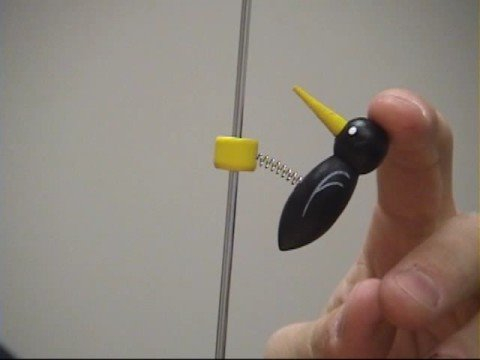 Embedded thumbnail for Tapping Woodpecker on Pole