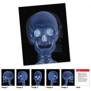 New View - Human Body Card Set Montessori Materials