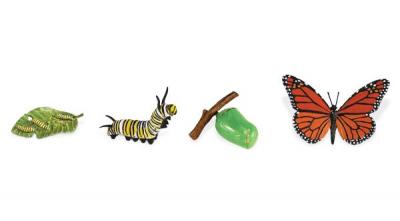 Life Cycle of a Monarch Butterfly - 4 Realistic Models