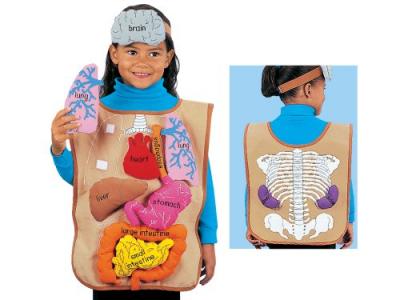 My Body Activity Apron with 3D Organs