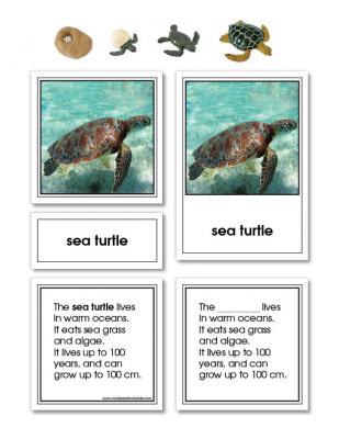 Green Sea Turtle Life Cycle Activity Set