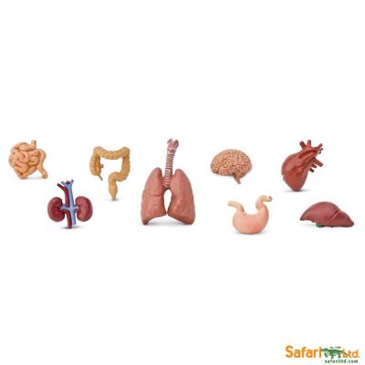  Human Organs Set with Box