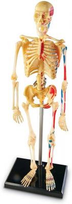 Human Anatomy Model - Skeleton