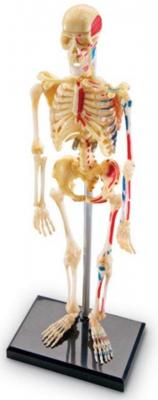 Human Anatomy Model - Skeleton