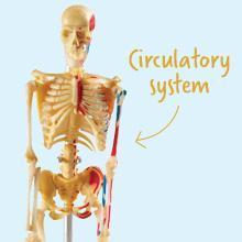 Human Anatomy Model - Skeleton