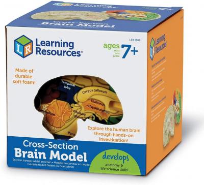 Cross-Section Human Brain Model