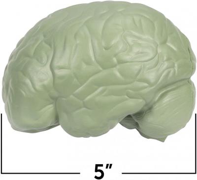 Cross-Section Human Brain Model