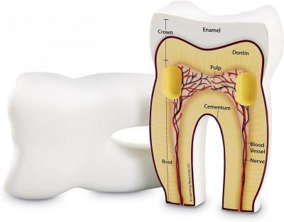 Cross-Section Tooth Model