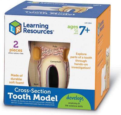 Cross-Section Tooth Model