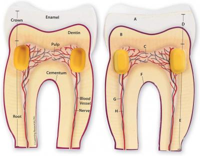 Cross-Section Tooth Model