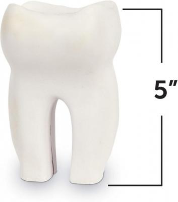 Cross-Section Tooth Model