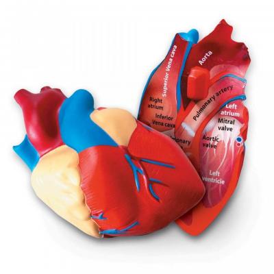  Soft Foam Cross-Section Human Heart Model