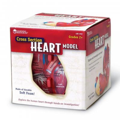  Soft Foam Cross-Section Human Heart Model