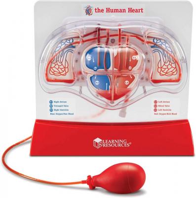 Pumping Heart Model