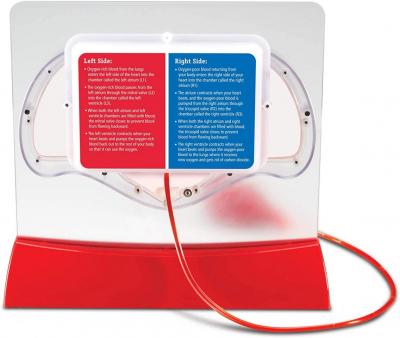 Pumping Heart Model