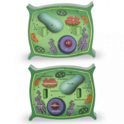 Soft Foam Cross-Section Plant Cell Model