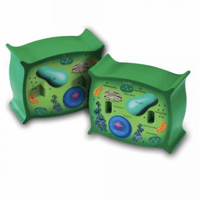 Soft Foam Cross-Section Plant Cell Model