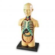 Human Anatomy Model – Body