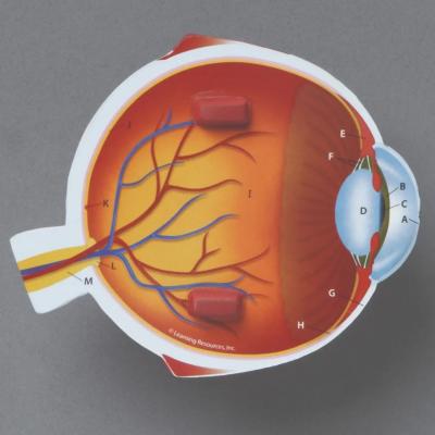 Cross-Section Eye Model 