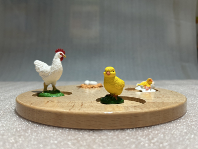Life Cycle Tray – 4 Stages