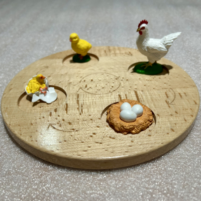 Life Cycle Tray – 4 Stages