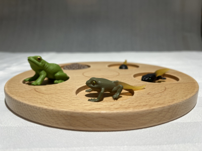 Life Cycle Tray – 5 Stages