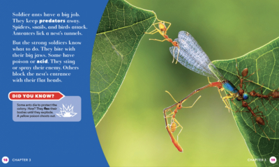 All About Insects – 6 Book Set