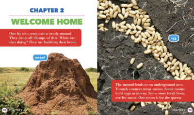 All About Insects – 6 Book Set
