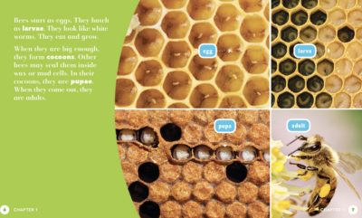 All About Insects – 6 Book Set
