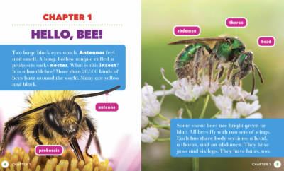 All About Insects – 6 Book Set