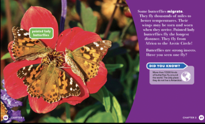 All About Insects – 6 Book Set