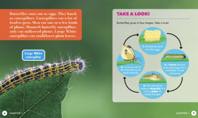 All About Insects – 6 Book Set
