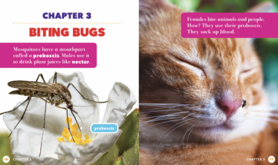 All About Insects – 6 Book Set