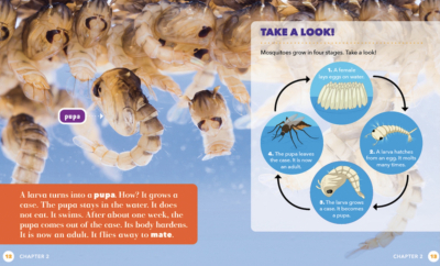 All About Insects –  6 Book Set