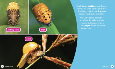 All About Insects – 6 Book Set