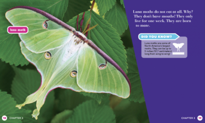 All About Insects 6 Book Set