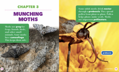 All About Insects 6 Book Set