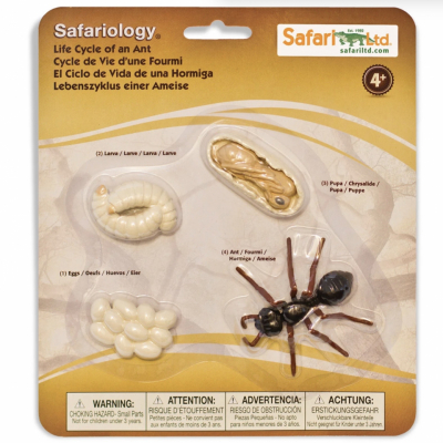 Life Cycle of an Ant - 4 Realistic Models