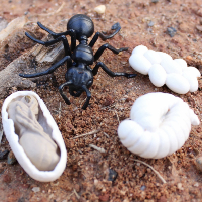 Life Cycle of an Ant