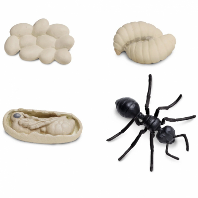 Life Cycle of an Ant - 4 Realistic Models 