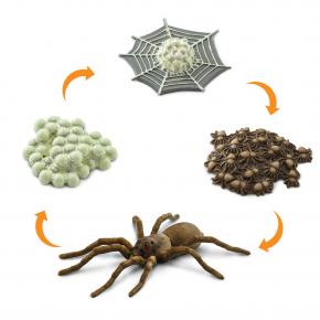 Life Cycle of a Spider 