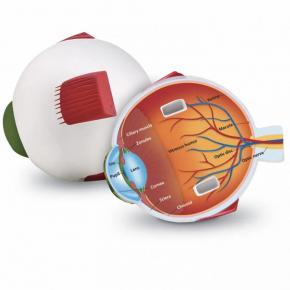 Cross-Section Eye Model 