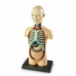Human Anatomy Model – Body