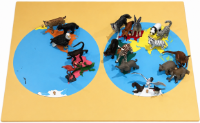 Animals of the World–First Presentation 