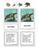 Green Sea Turtle Life Cycle Activity Set