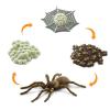 Life Cycle of a Spider 