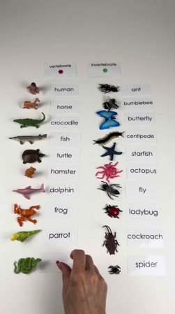 Embedded thumbnail for Vertebrate and Invertebrate Classification 